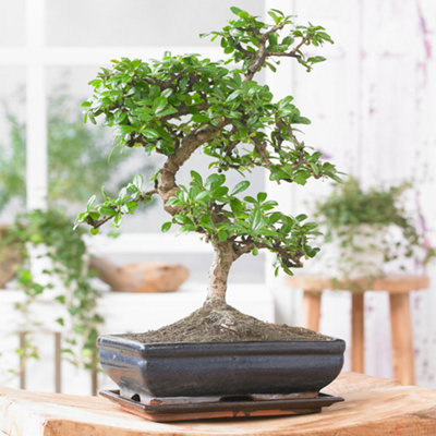B&Q -  Bonsai Chinese Elm S-Shape: Ancient ArtModern Elegance (20-30Cm15Cm Pot)