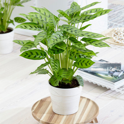 B&Q -  Calathea LeopardinaExotic FoliageIndoor Houseplant (12Cm30-40Cm)