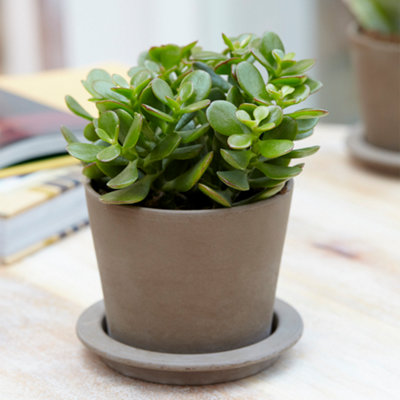 B&Q -  Crassula Ovata 'jade Plant'Lush Green FoliageIdeal For Office & HomeLow Maintenance (10-20Cm)