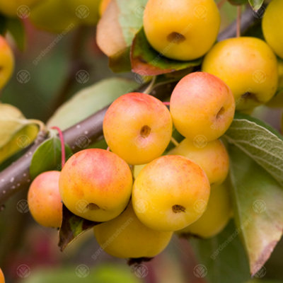 B&Q -  Malus Butterball TreeCrab Apple TreePinkish-White Spring BlossomsLow Maintenance (5-6Ft)