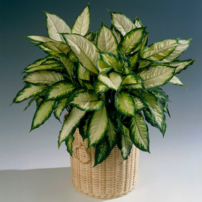 Gardeners Dream Dieffenbachia 'camilla'Lush Foliage Plant For Indoor EnvironmentsEasy CareAir-Purifying (20-30Cm) from B&Q