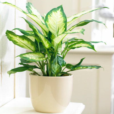Gardeners Dream Dieffenbachia 'camilla'Lush Foliage Plant For Indoor EnvironmentsEasy CareAir-Purifying (20-30Cm) from B&Q