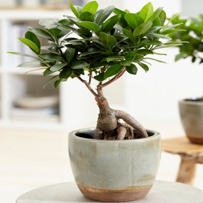 Gardeners Dream Ficus Ginseng BonsaiCompact Indoor Air PurifierLow Maintenance (20-30Cm) from B&Q