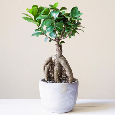 Gardeners Dream Ficus Ginseng: Compact Indoor PlantEasy CareAir Purifying (20-30Cm) from B&Q
