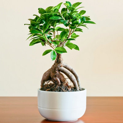 Gardeners Dream Ficus Ginseng: CompactEasy-Care Indoor Plant With Air-Purifying Qualities (20-30Cm) from B&Q