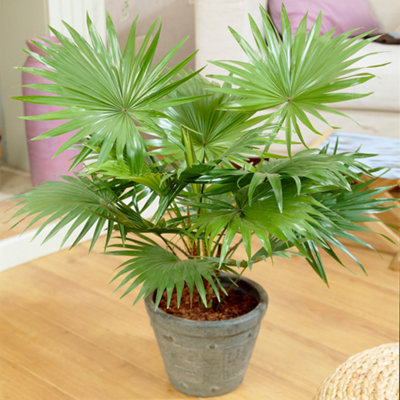 B&Q -  Livistona PalmTropical Elegance For Indoor Spaces (12Cm25-35Cm)