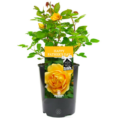 Gardeners Dream Happy Father's Day Yellow RoseOutdoor PlantIdeal For GardensCompact Size from B&Q