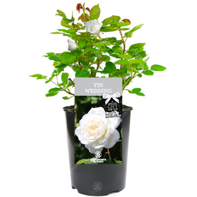 Gardeners Dream Tin Wedding 10Th Anniversary White Rose – Outdoor Plant, Ideal For Gardens, Compact Size