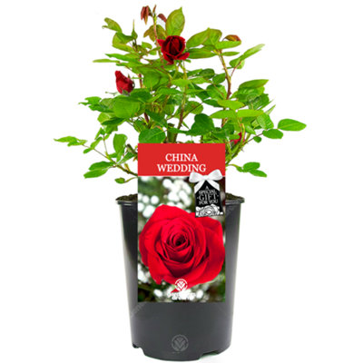 Gardeners Dream China Wedding 20Th Anniversary Red Rose – Outdoor Plant, Ideal For Gardens, Compact Size
