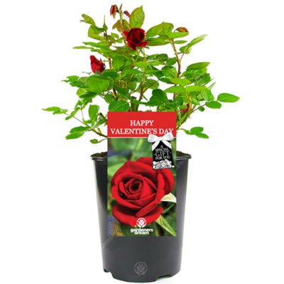 Gardeners Dream Happy Valentine's Day Red RoseOutdoor PlantIdeal For GardensCompact Size from B&Q