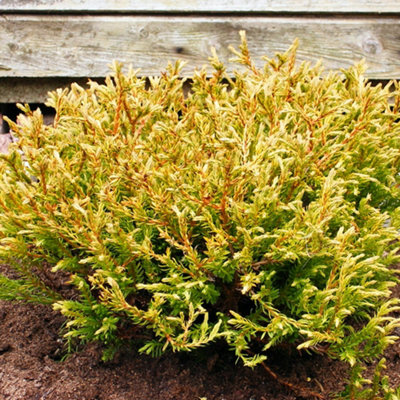 B&Q -  Thuja Golden Tuffet TreeCompact GrowthSmall SizeEvergreen Foliage (20-30Cm Height Including Pot)