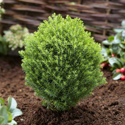 Gardeners Dream Thuja Teddy TreeCompact GrowthGlobe ShapeEvergreen Foliage (20-30Cm Height Including Pot) from B&Q