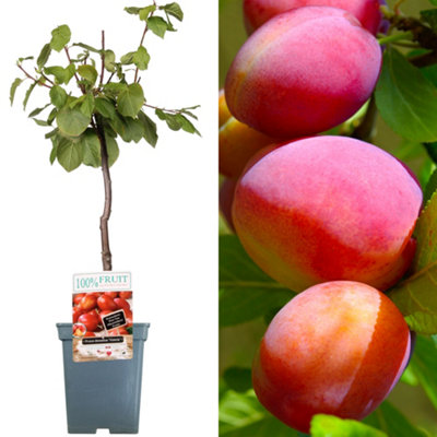 B&Q -  Plum Victoria Patio TreeDelicious Fruit-Bearing Tree For Uk Patio GardensOutdoor Plant
