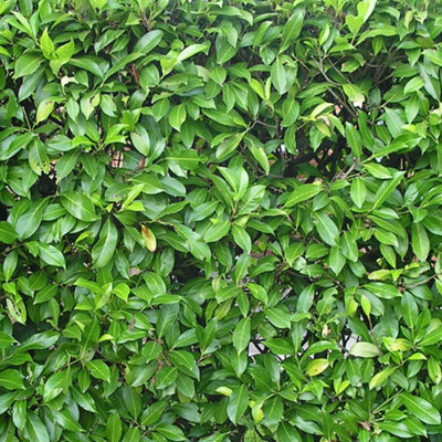 Gardeners Dream Prunus Rotundifolia Garden PlantGlossy Evergreen LeavesCompact GrowthHardy Plant (20-30Cm Height Including Pot) from B&Q