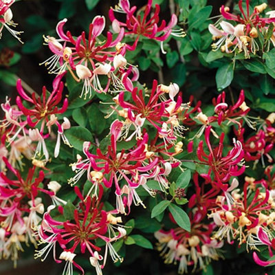 B&Q -  Lonicera Belgica Garden PlantFragrant FlowersCompact Size (20-30Cm Height Including Pot)