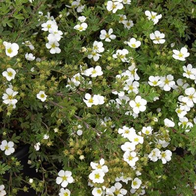 Gardeners Dream Potentilla Abbotswood White Deciduous Shrub Hardy Outdoor Garden Plant In Pot9Cm Pot (20-30Cm) from B&Q