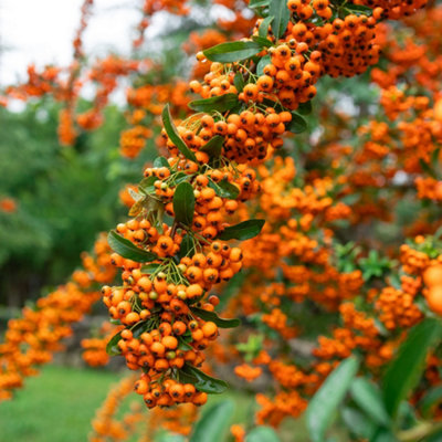 Gardeners Dream Pyracantha Orange Glow Evergreen Orange Shrub Hardy Outdoor Garden Plant In Pot9Cm Pot (20-30Cm) from B&Q