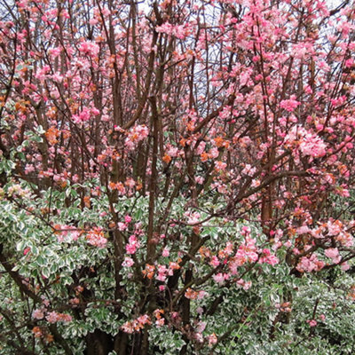 Gardeners Dream Viburnum Bodnantense Dawn Deciduous Shrub Hardy Outdoor Garden Plant In Pot9Cm Pot (15-25Cm) from B&Q