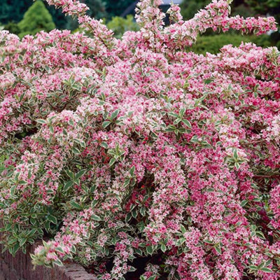 Gardeners Dream Weigela Variegata Garden PlantVariegated FoliagePink Blooms (15-30Cm Height Including Pot) from B&Q