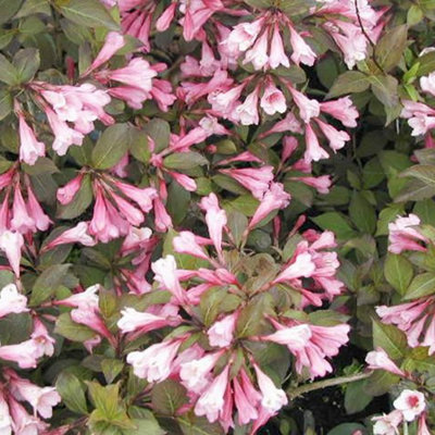 B&Q -  Weigela Purpurea PlantDeep Purple FoliageCompact SizeAttracts Pollinators (20-30Cm Height Including Pot)