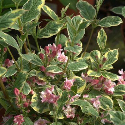 Gardeners Dream Weigela Kosteriana Variegata Garden PlantVariegated FoliagePink Blooms (15-30Cm Height Including Pot) from B&Q