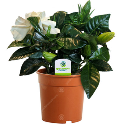 Gardeners Dream Gardenia Jasminoides: Intensely Fragrant White FlowersPerfect Indoor Ornament (15-25Cm)