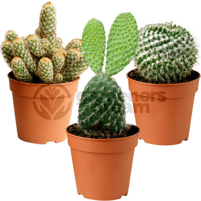 Gardeners Dream Cactus Plant MixIndoor Plant Mix For Home OfficeKitchenLiving Room In Pots (3 Plants) from B&Q