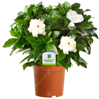Gardeners Dream Gardenia Jasminoides: Fragrant White BloomsIndoor Elegance (25-35Cm)