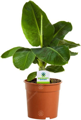 Gardeners Dream Musa TropicanaExotic Tropical Beauty With Broad Green Leaves (20-30Cm Height Including Pot) from B&Q