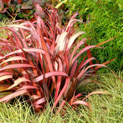 Gardeners Dream Phormium Maori Maiden Garden PlantStriking Variegated FoliageCompact SizeHardy (25-35Cm Height Including Pot) from B&Q