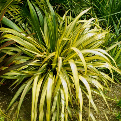 Gardeners Dream Phormium Yellow Wave Garden PlantStriking Yellow VariegationCompact SizeHardy (25-35Cm Height Including Pot) from B&Q
