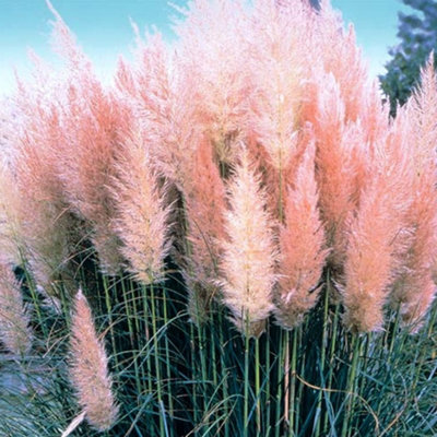 Gardeners Dream Cortaderia Rosea Garden PlantPampas GrassPink PlumesCompact Size (20-30Cm Height Including Pot) from B&Q