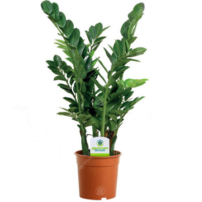 Gardeners Dream Zamioculcas Zamiifolia Fern ArumPotted Houseplant For Uk HomesAir Purifer With Dark Green FoliageEasy Care (30-40Cm) from B&Q