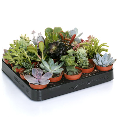 B&Q -  Succulent Plants20 Indoor Plant MixEvergreen Houseplant Collection In 5.5Cm Pots