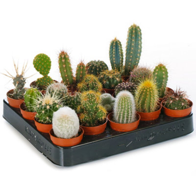Gardeners Dream Cactus Plant MixIndoor Plant Mix For Home OfficeKitchenLiving Room In Pots (20 Plants) from B&Q