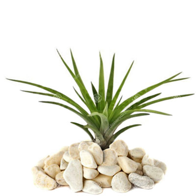 Gardeners Dream Tillandsia Abdita Air Plant - Vibrant, Easy-Care Indoor Plant (5-25Cm)