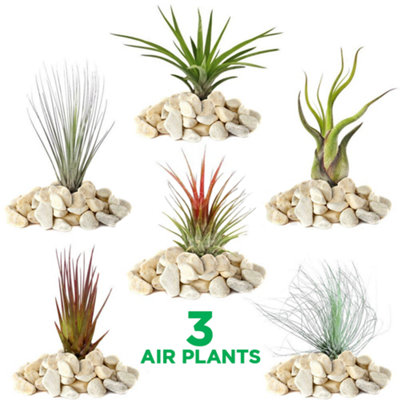 Gardeners Dream Tillandsia MixAssorted 3 Air Plants VarietyEasy Indoor Care (5-25Cm) from B&Q