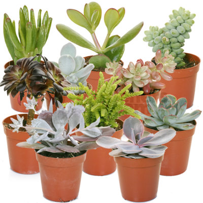 B&Q -  Succulent Plants10 Indoor Plant MixEvergreen Houseplant Collection In 5.5Cm Pots