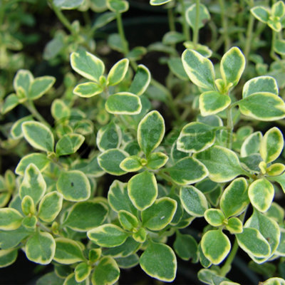 Gardeners Dream Thyme Creeping Lemon (10-20Cm Height Including Pot) Garden Herb PlantAromatic PerennialCompact Size from B&Q