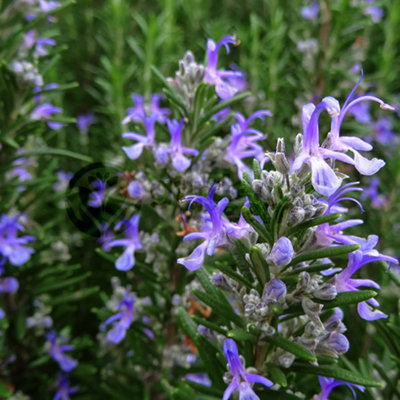 B&Q -  Rosemary Barbecue (10-20Cm Height Including Pot) Garden Herb PlantFragrant PerennialCompact Size