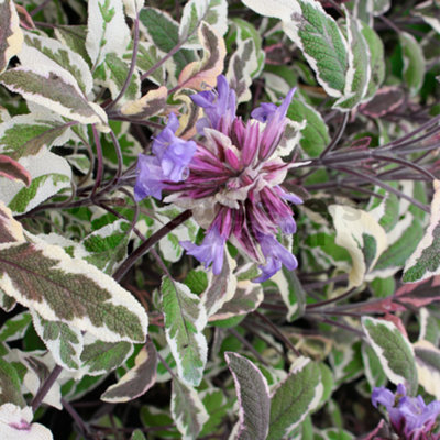 Gardeners Dream Sage Tricolour (10-20Cm Height Including Pot) Garden Herb PlantAromatic PerennialCompact Size from B&Q