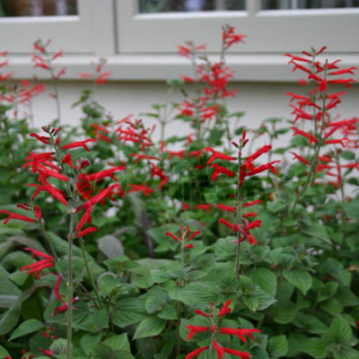 Gardeners Dream Sage Tangerine (10-20Cm Height Including Pot) Garden Herb PlantAromatic PerennialCompact Size from B&Q