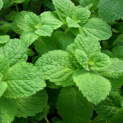 Gardeners Dream Mint Apple (10-20Cm Height Including Pot) Garden Herb PlantAromatic PerennialCompact Size from B&Q