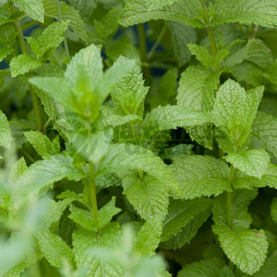 Gardeners Dream Mint English Lamb (10-20Cm Height Including Pot) Garden Herb PlantAromatic PerennialCompact Size from B&Q