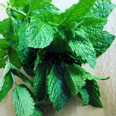 Gardeners Dream Garden Mint (10-20Cm Height Including Pot) Garden Herb PlantAromatic PerennialCompact Size from B&Q