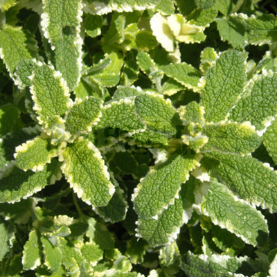 Gardeners Dream Mint Pineapple (10-20Cm Height Including Pot) Garden PlantAromatic PerennialCompact Size from B&Q