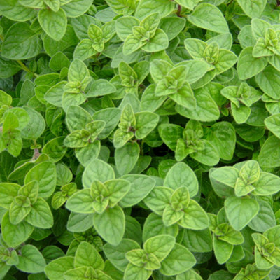 Gardeners Dream Oregano Greek (10-20Cm Height Including Pot) Garden Herb PlantAromatic PerennialCompact Size from B&Q