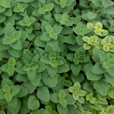 Gardeners Dream Oregano Hot & Spicy (10-20Cm Height Including Pot) Garden Herb PlantAromatic PerennialCompact Size from B&Q
