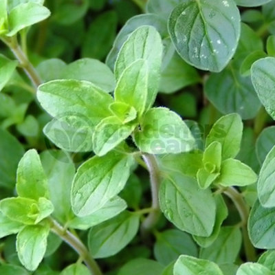 Gardeners Dream Oregano Italian (10-20Cm Height Including Pot) Garden Herb PlantAromatic PerennialCompact Size from B&Q