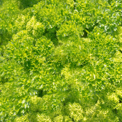 Gardeners Dream Curly Parsley (10-20Cm Height Including Pot) Garden Herb PlantAromatic BiennialCompact Size from B&Q